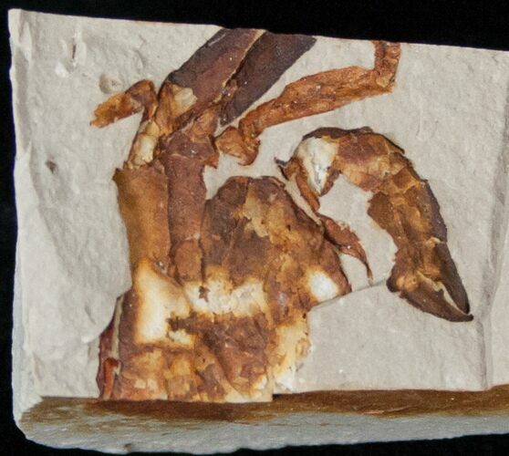 Fossil Pea Crab (Pinnixa) From California - Miocene #15793